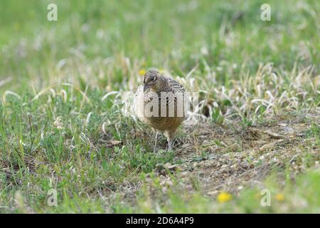 La marche et le bernachement de Pheasant pour la nourriture dans l'herbe pendant le printemps ensoleillé Banque D'Images