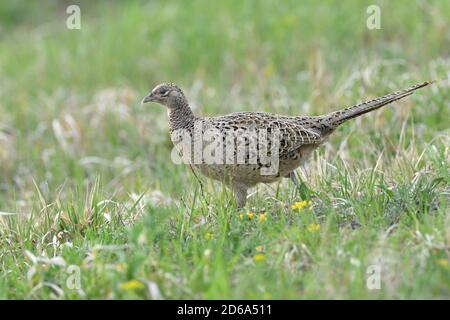 La marche et le bernachement de Pheasant pour la nourriture dans l'herbe pendant le printemps ensoleillé Banque D'Images