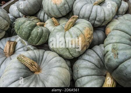 Citrouilles vertes uniques de différentes tailles et nuances de vert certains avec une apparence fantôme empilées ensemble dans un bac à vendre dans une ferme à aut Banque D'Images