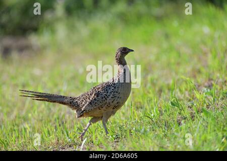 La marche et le bernachement de Pheasant pour la nourriture dans l'herbe pendant le printemps ensoleillé Banque D'Images