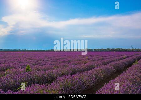 Lumière du soleil brillant à travers le trou des nuages à la lavande sombre floraison Champ de fleurs dans la région de Dobrudja, campagne bulgare, juillet 2020 Banque D'Images