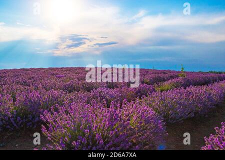 Lumière du soleil brillant à travers le trou des nuages à la lavande sombre floraison Champ de fleurs dans la région de Dobrudja, campagne bulgare, juillet 2020 Banque D'Images