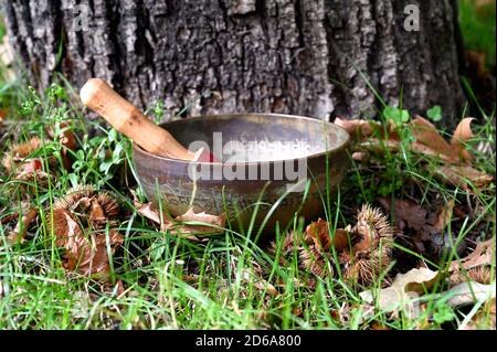 Bol de chant tibétain. Au fond d'un arbre Banque D'Images