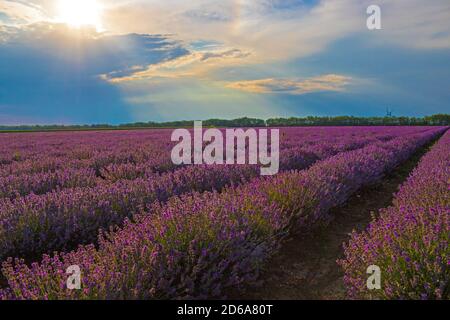 Lumière du soleil brillant à travers le trou des nuages à la lavande sombre floraison Champ de fleurs dans la région de Dobrudja, campagne bulgare, juillet 2020 Banque D'Images