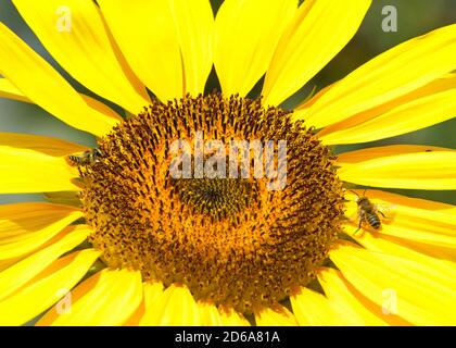 Gros plan au centre d'une fleur de soleil géante avec une abeille collectant le pollen et une autre abeille sur l'un des grands pétales de fleur. Banque D'Images