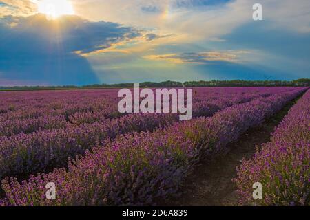 Lumière du soleil brillant à travers le trou des nuages à la lavande sombre floraison Champ de fleurs dans la région de Dobrudja, campagne bulgare, juillet 2020 Banque D'Images