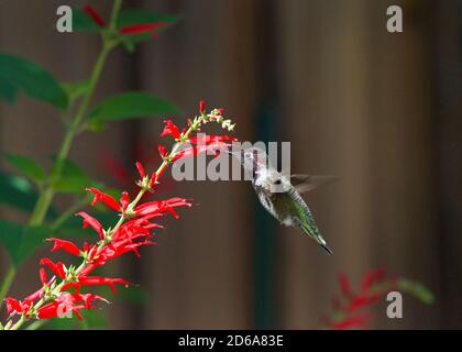 Gros plan d'un colibri à gorge rubis buvant le nectar des fleurs de sauge d'ananas. C'est de loin l'oiseau-mouches le plus commun vu à l'est des Missi Banque D'Images