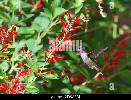 Gros plan d'un colibri à gorge rubis buvant le nectar des fleurs de sauge d'ananas. C'est de loin l'oiseau-mouches le plus commun vu à l'est des Missi Banque D'Images