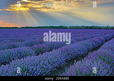 Lumière du soleil brillant à travers le trou des nuages à la lavande sombre floraison Champ de fleurs dans la région de Dobrudja, campagne bulgare, juillet 2020 Banque D'Images