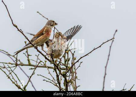 linnet (Carduelis cannabina) perchée dans une brousse qui la nourrit jeune Banque D'Images