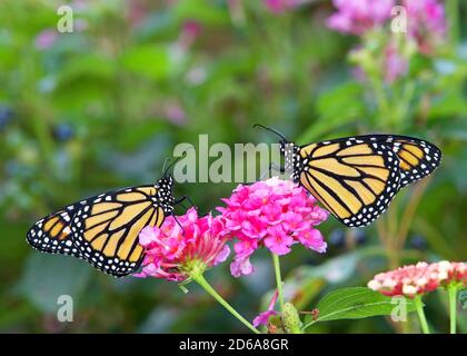 Deux papillons Monarch face à face assis sur des fleurs de lantana roses. Banque D'Images