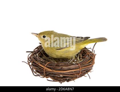 Profil d'une paruline jaune femelle adulte debout dans un petit nid de brindilles, isolée sur blanc. Banque D'Images