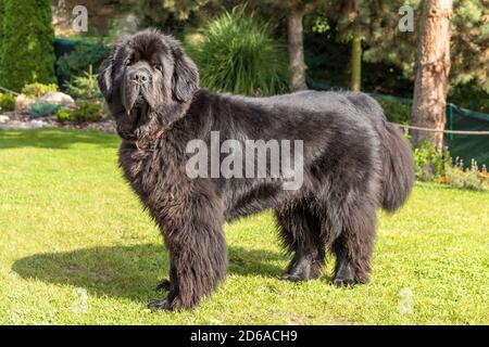 Le chien de Terre-Neuve se reproduit en plein air. Spectaculaire chien de terre-neuve, noir, debout dans un beau jardin. Banque D'Images