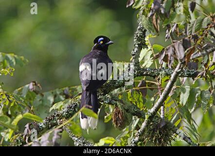 Jay à crête en peluche (Cyanocorax chrysops) adulte perché dans l'arbre Jujuy, Argentine Janvier Banque D'Images