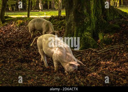 New Forest, Hampshire Banque D'Images