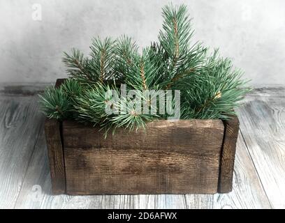 Les branches de pin sont recueillies dans une ancienne boîte en bois sur fond de béton gris. Banque D'Images