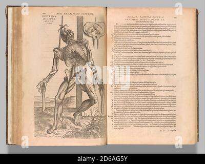 Anatomie humaine montrant les muscles et les organes mâles par Vesalius, Renaissance, XVIe siècle Banque D'Images