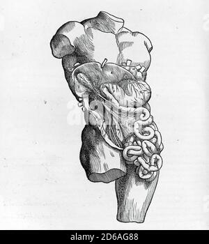 Anatomie humaine montrant les muscles et les organes mâles par Vesalius, Renaissance, XVIe siècle Banque D'Images