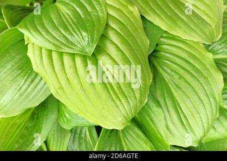 les feuilles vertes de l'hôta se rapprochent. fond vert naturel des feuilles. l'hôta laisse une vue de dessus. Banque D'Images