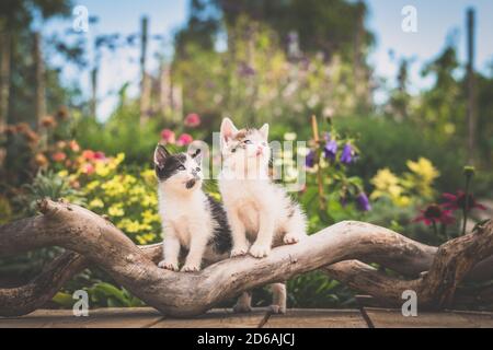 deux adorables chatons mignons posant sur le tronc de l'arbre dans un fond de fleur jaune, rouge et vert coloré Banque D'Images