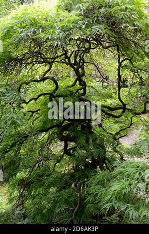 Acer palmatum dissectum viridis,acer acers laceleaf,vert,feuilles,DE,printemps,feuillage ornemental,arbre,arbres,jardin,Fleurs,RM Banque D'Images