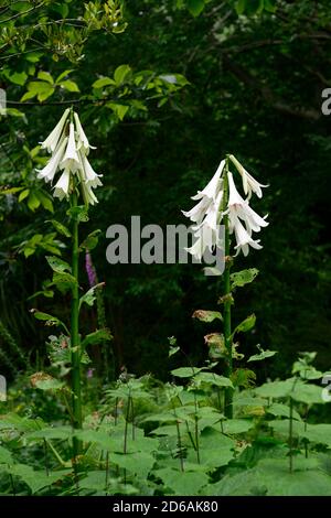 Carnocrinum giganteum var yunnanense,Giant Yunnan Lily,lys,lilium,fleurs,fleur,floraison,bois,boisé,ombre,ombragée,ombragée,nuée,léoptère, barrage Banque D'Images