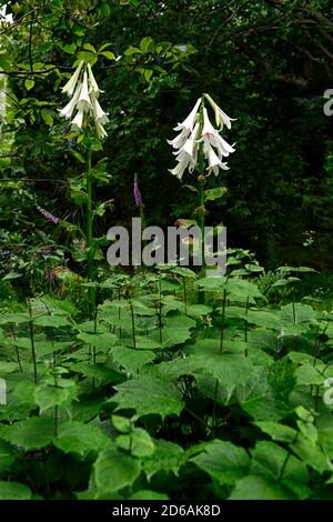 Carnocrinum giganteum var yunnanense,Giant Yunnan Lily,lys,lilium,fleurs,fleur,floraison,bois,boisé,ombre,ombragée,ombragée,nuée,léoptère, barrage Banque D'Images