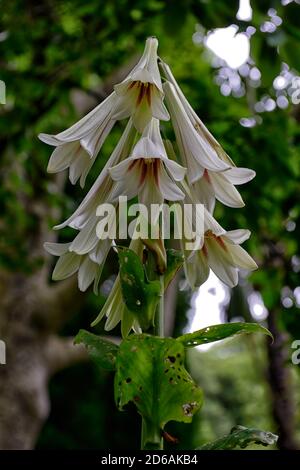 Carnocrinum giganteum var yunnanense,Giant Yunnan Lily,lys,lilium,fleurs,fleur,floraison,bois,boisé,ombre,ombragée,ombragée,nuée,léoptère, barrage Banque D'Images