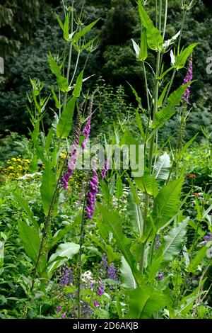 Digitalis purpurea,foxygants,fleurs violettes,Floraison,Dipsacus fullonum,thé,cuillerées,mélange,lit,mixte,bordure,vivace,RM Floral Banque D'Images