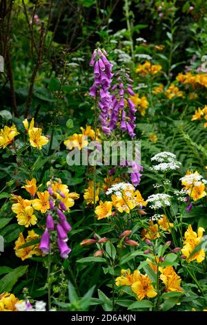 Alstroemeria,nénuphars,orange,digitalis purpurea,foxgants,fleurs violettes,Floraison,mélange,plante mixte,vivace,fleurs coupées,RM Floral Banque D'Images