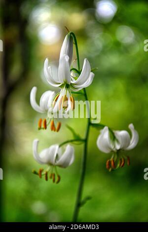 Lis martagon, Lilium Martagon Album, Lily, lillies,blanc, fleur, fleurs, plantes vivaces, Turk's-cap lily,ombre, ombragé, turcs cap ,Floral RM Banque D'Images