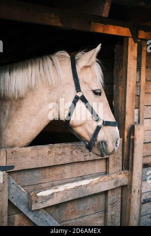 Cheval avec bande blanche et stable Banque D'Images