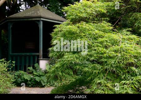 acer palmatum dissectum viridis,laceleaf acer,acers,vert,lime,feuilles,feuillage,printemps,ornemental,arbre,arbres,jardin,belvédère,Mount Usher Gardens,Wicklow,R Banque D'Images