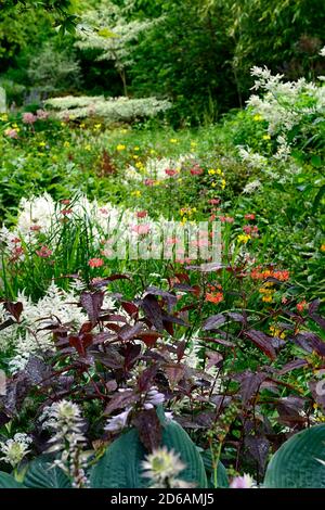 Persicaria Red dragon,primulas japonais,primula japonica,masse,massée,plantation,mélange,couleurs,jaune,rose,violet,rouge,orange,vivace,RM Floral Banque D'Images