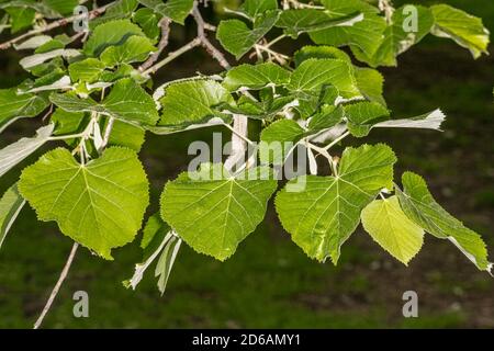 Feuilles de Green Mountain Linden (Tilia tomentosa 'PNI6051') Banque D'Images