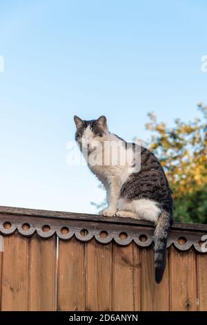 Animal de compagnie de chat assis sur une clôture en bois vue contre le ciel Banque D'Images