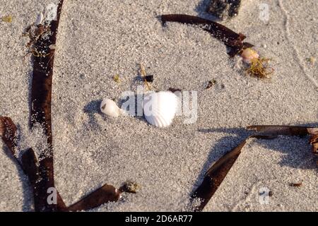 Coquillages blancs sur plage de sable blanc en Sardaigne, Italie. Banque D'Images