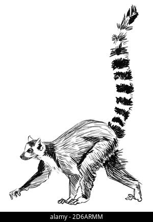 Esquisse Lemur, madagascar. Illustration crayon dessinée à la main Banque D'Images