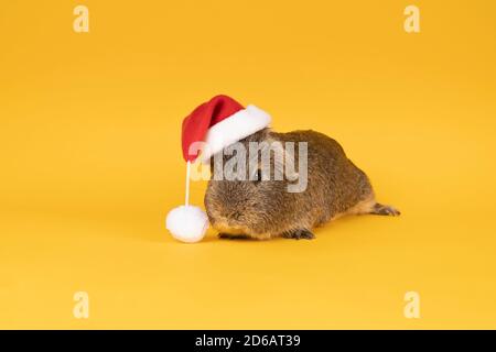 Portrait d'un petit cobaye adulte gris portant un chapeau de noël ressemblant au père noël sur fond jaune Banque D'Images