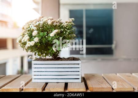 Fleur de chrysanthème blanc en fleurs dans pot box en bois se tenir sur banc en bois près du bâtiment résidentiel ou de bureau contre le mur et la fenêtre. Usine Banque D'Images