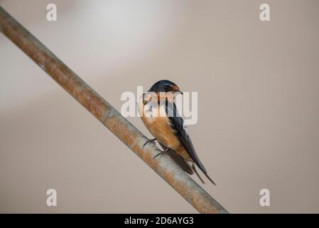 La grange Swallow perchée sur une tige en acier rouillé. Banque D'Images