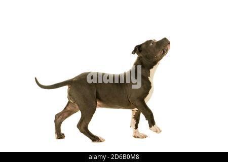 Mignon jeune américain Bully chiot debout regardant vers le haut vue latérale corps entier isolé sur fond blanc Banque D'Images