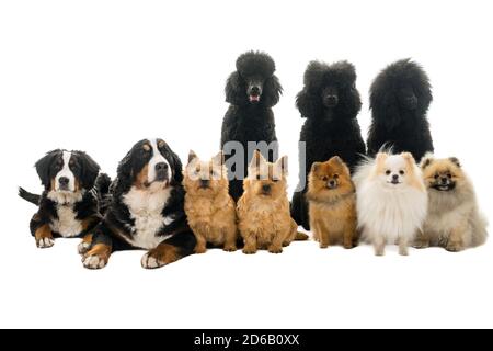 Groupe ou paquet de dix chiens assis et couché en regardant la caméra vue de l'avant avec le coolé roi, le chien de montagne bernois, le terrier de norwich et Banque D'Images