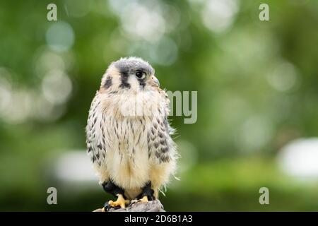 Portrait d'un jeune Kestrel américain assis sur un gant de fauconniers et main dehors sur un fond vert naturel Banque D'Images