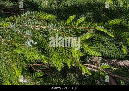 Feuilles de l'épinette serbe de Weeping (Picea omorika 'pendula') Banque D'Images