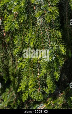 Feuilles de l'épinette serbe de Weeping (Picea omorika 'pendula') Banque D'Images