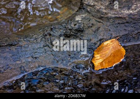Une feuille dorée provenant d'un hêtre américain se trouve le long d'un ruisseau, le 2 novembre 2017, dans le parc national des Great Smoky Mountains, au Tennessee. Banque D'Images