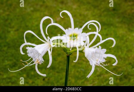 Gros plan de fleurs d'Hymenocallis x Festalis UN printemps et été floraison evergreen vivace qui est gel tendre également appelé Nénuphar Banque D'Images