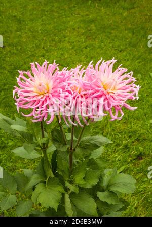 Gros plan de fleurs et bourgeons de cactus dahlia Stars Favorite. Une grande dahlia rose et blanche entièrement double bushy qui fleurit à travers l'été jusqu'à l'automne Banque D'Images