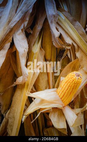 Une seule oreille de maïs sec sur l'épi, partiellement décortiqué avec ses grains exposés tout en restant sur la tige dans un thème de récolte pour l'automne Banque D'Images